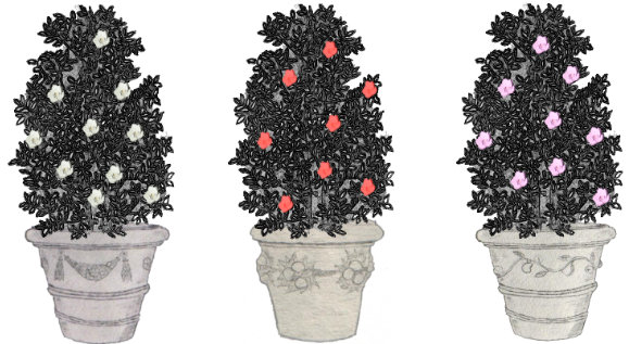 Sketch of three camelias side by side